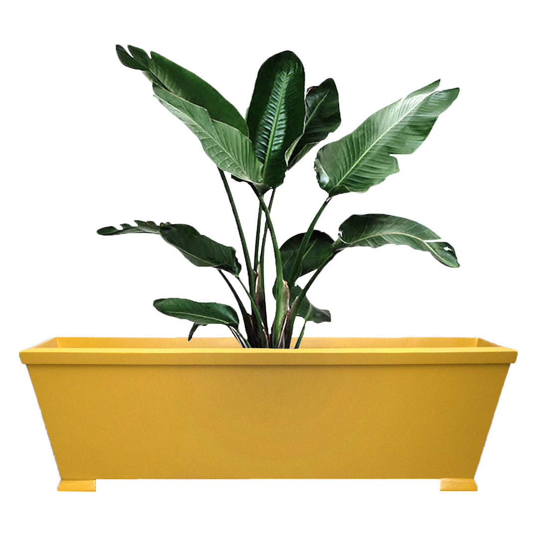 Plantas Plants Unit - Yellow